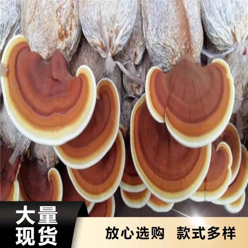 靈芝切片廠家