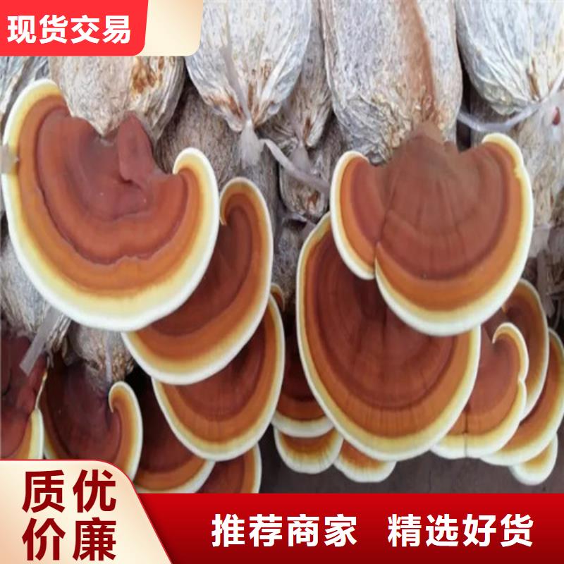 靈芝煲湯_歡迎致電
