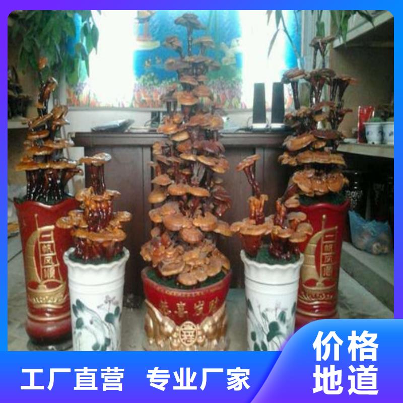 靈芝超細(xì)粉廠家供應(yīng)批發(fā)