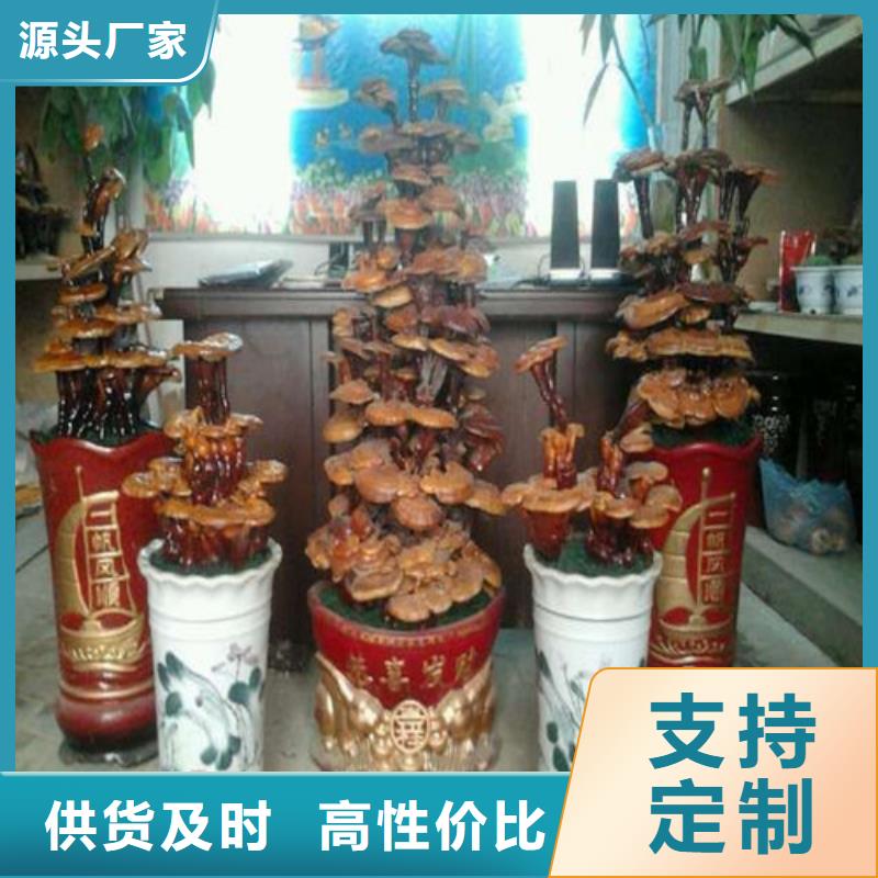 灵芝价格