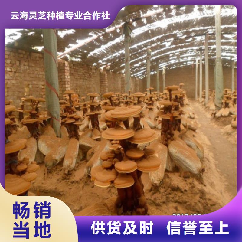 孢子靈芝粉電話報價