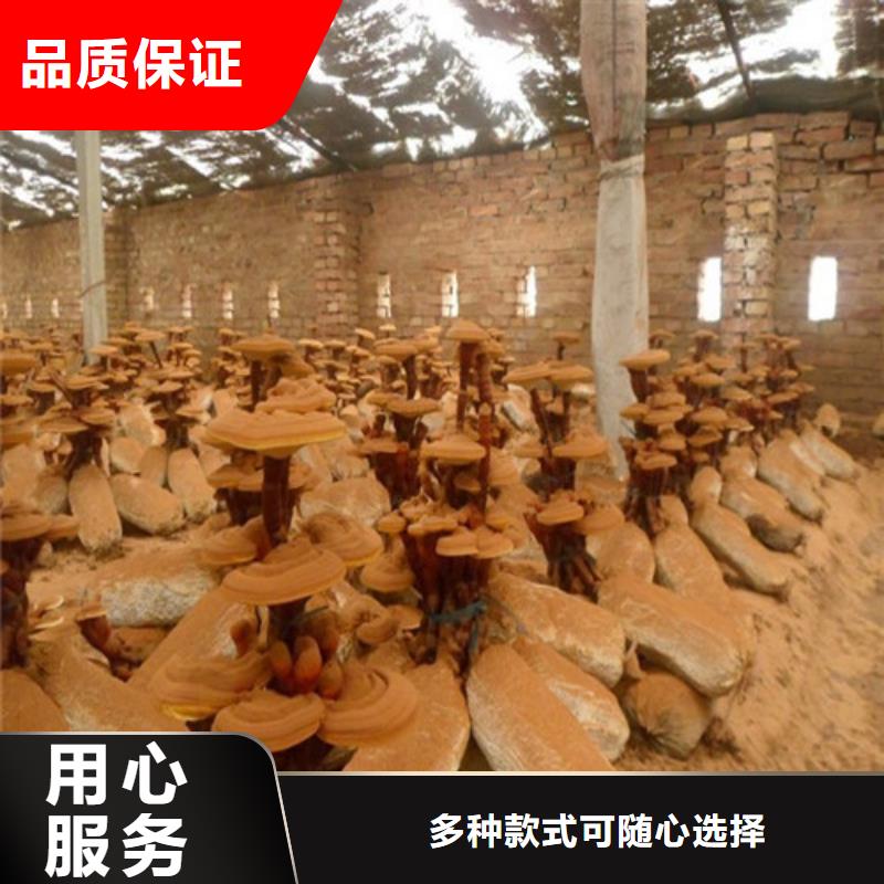 靈芝孢子粉廠家直銷_售后服務(wù)保障