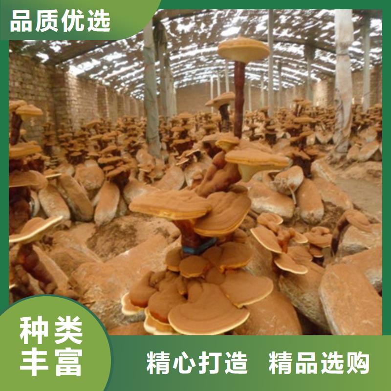 靈芝孢子粉廠家直銷_售后服務(wù)保障