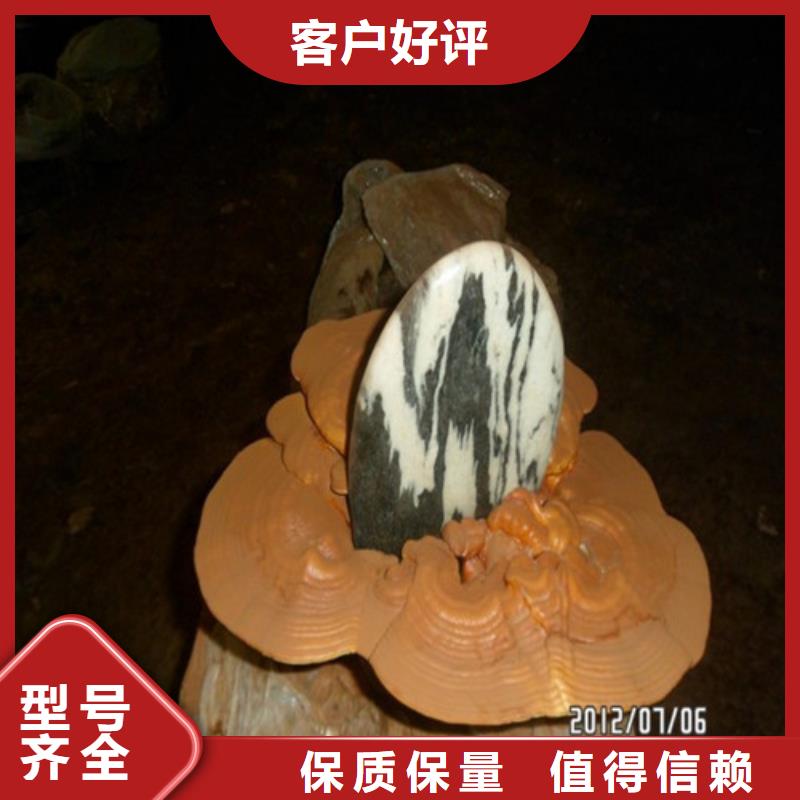 定做赤灵芝的基地