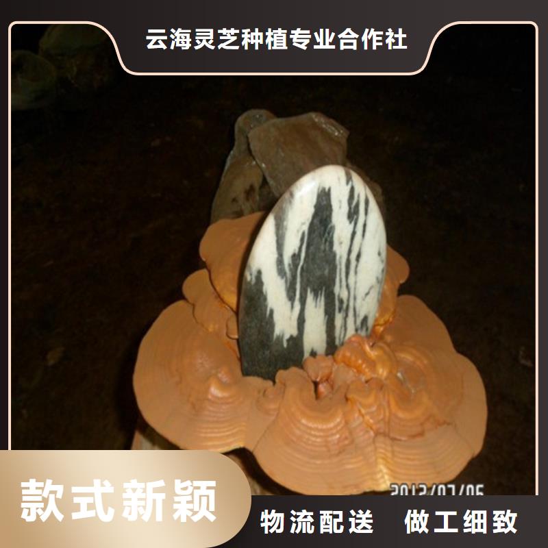 
灵芝超细粉-来电洽谈