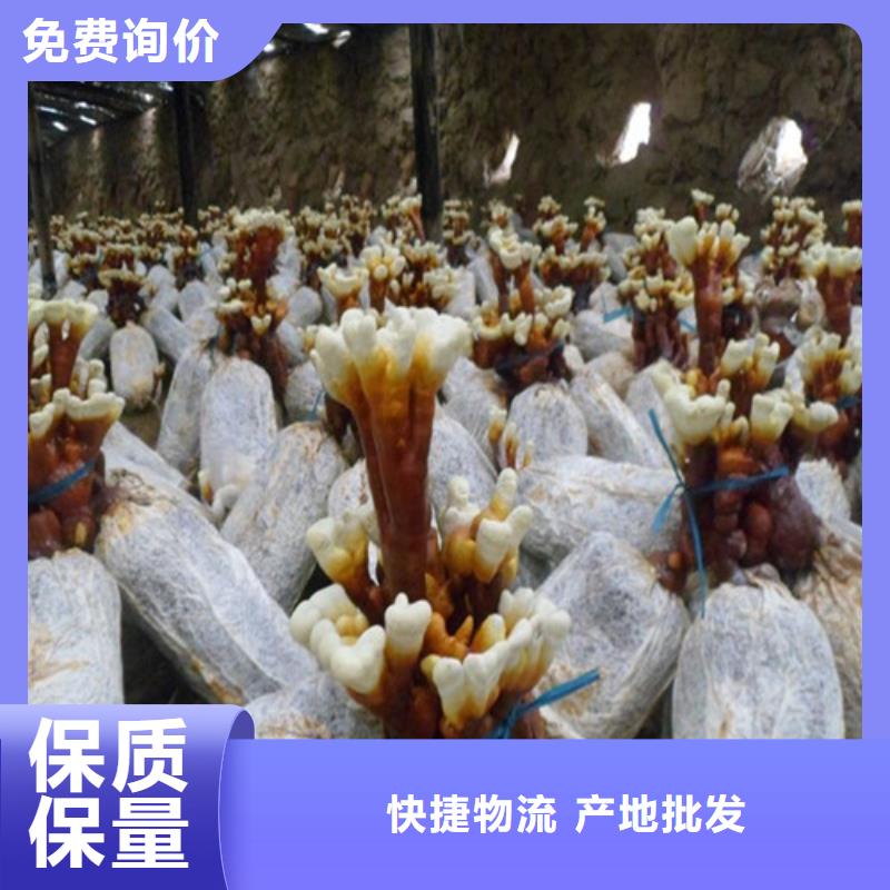 灵芝孢子粉正规厂家