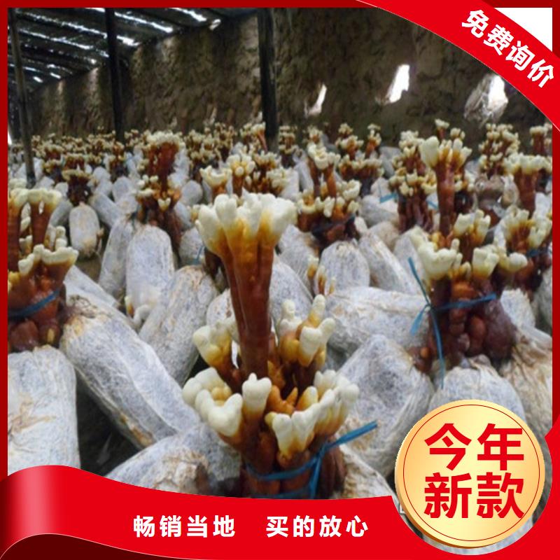 灵芝价格
