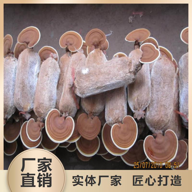 
靈芝孢子粉-點擊了解更多