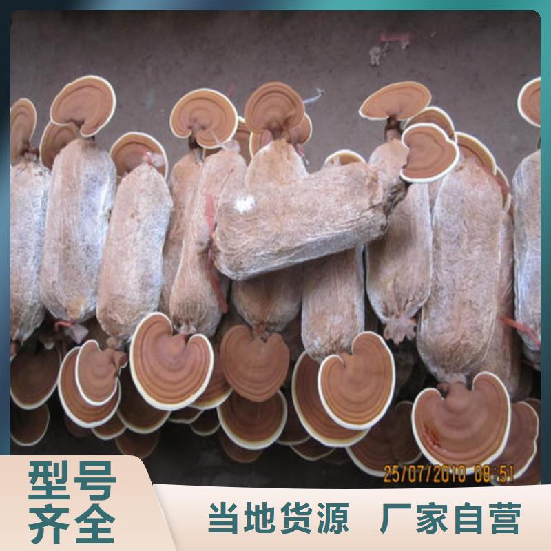 灵芝优质供应商