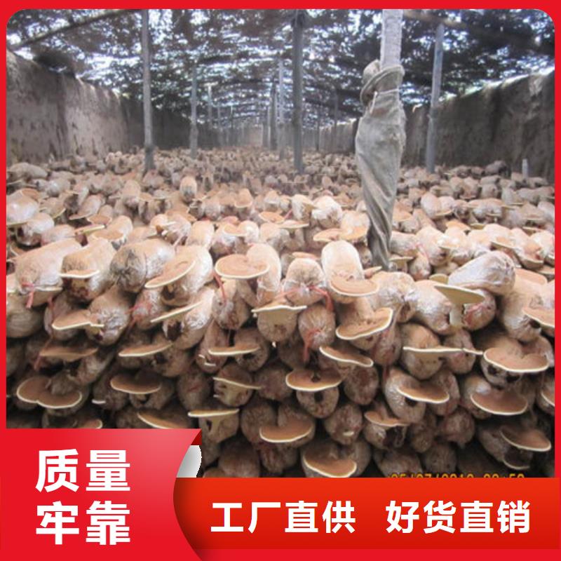 定做靈芝孢子粉的批發(fā)商