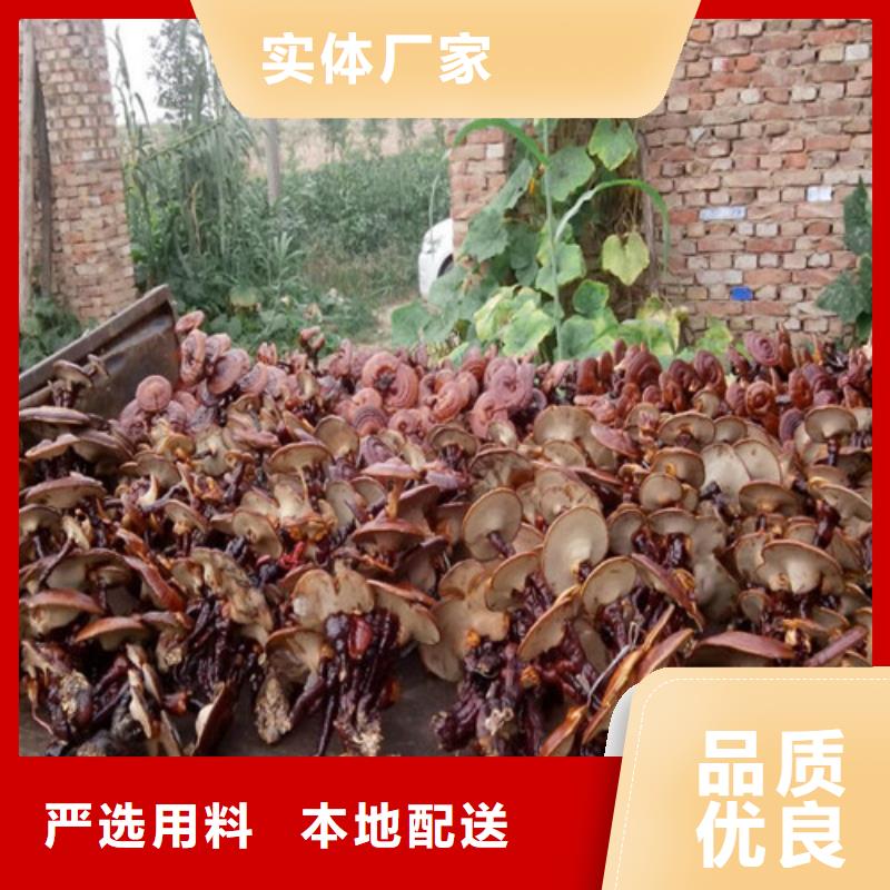 靈芝超微粉報價