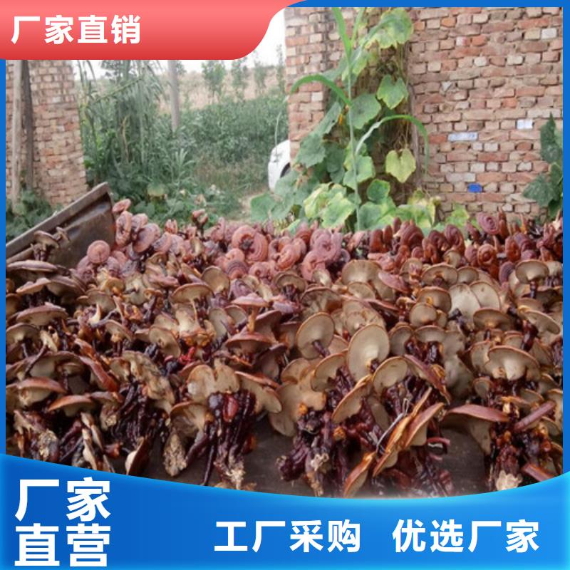 靈芝超微粉
_靈芝超微粉
公司
