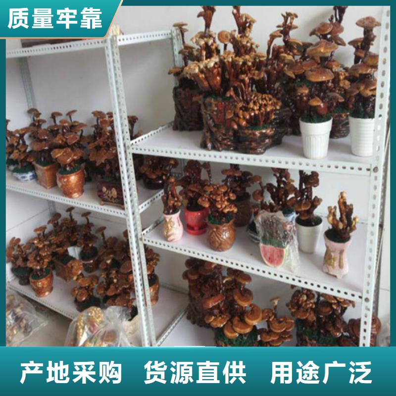 靈芝孢子粉產(chǎn)品齊全