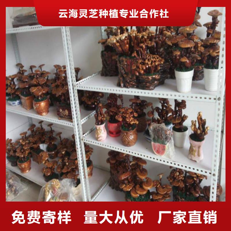 現(xiàn)貨供應(yīng)
孢子靈芝_誠(chéng)信企業(yè)