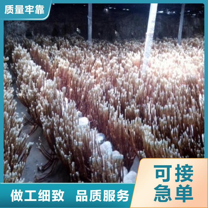 靈芝切片廠家