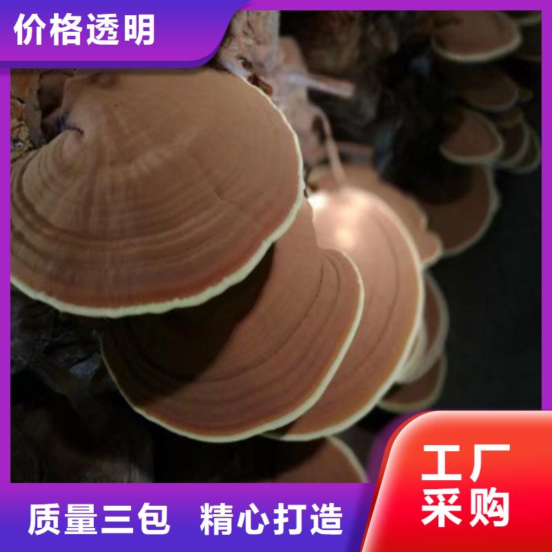 靈芝超微粉
_靈芝超微粉
公司