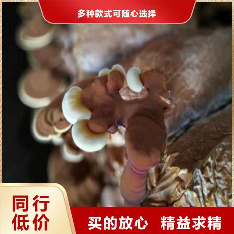 灵芝破壁孢子粉-灵芝破壁孢子粉可信赖