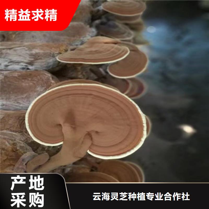 靈芝超細(xì)粉廠家供應(yīng)批發(fā)