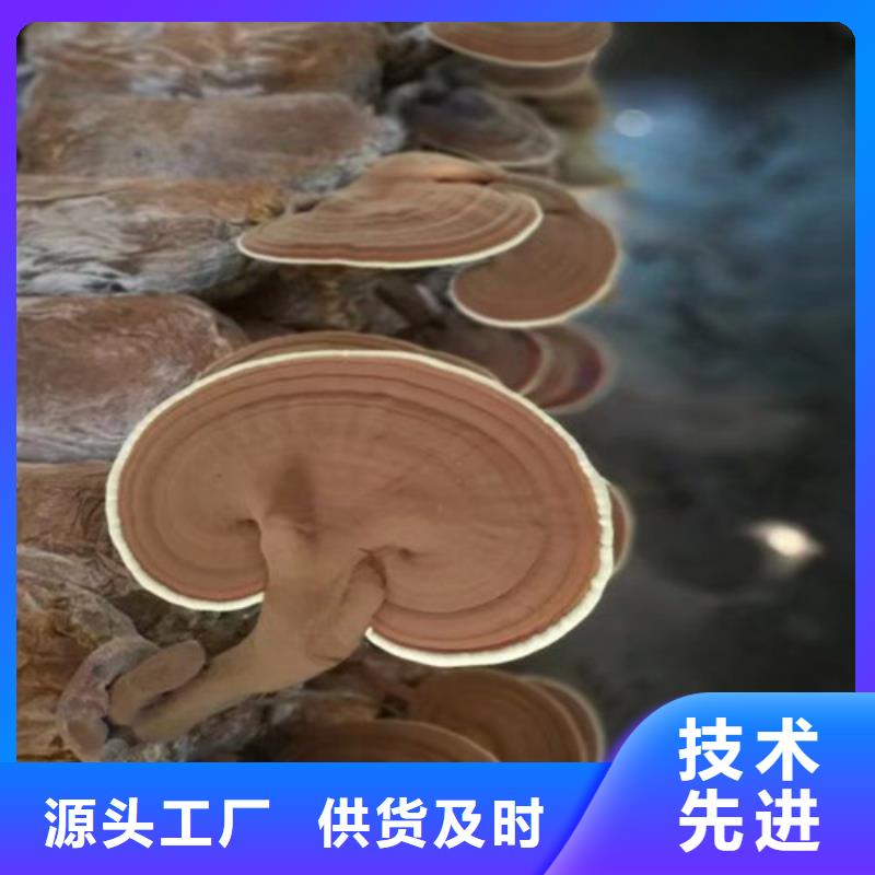 破壁靈芝孢子粉市場(chǎng)報(bào)價(jià)
