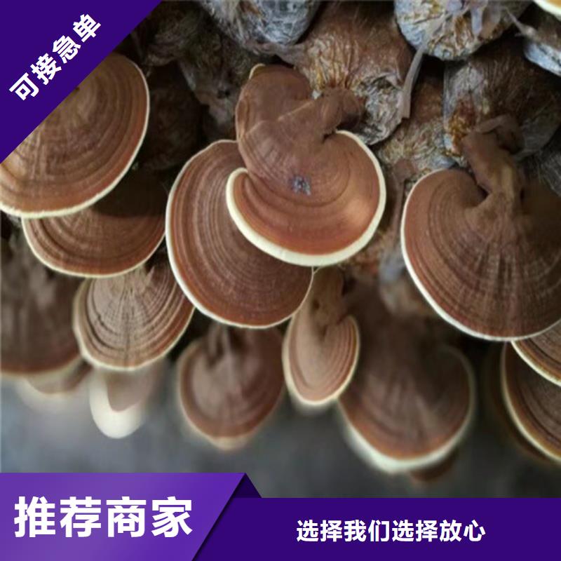 靈芝超微粉報價