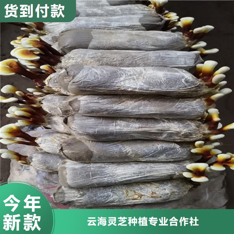 靈芝超細(xì)粉采購(gòu)廠家
