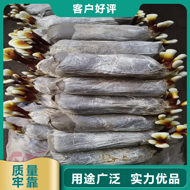 現(xiàn)貨供應(yīng)
孢子靈芝_誠(chéng)信企業(yè)