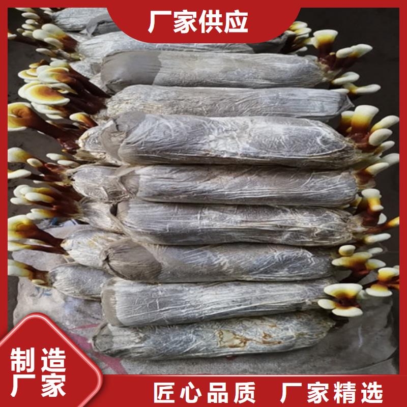 英山破壁灵芝孢子粉的好处