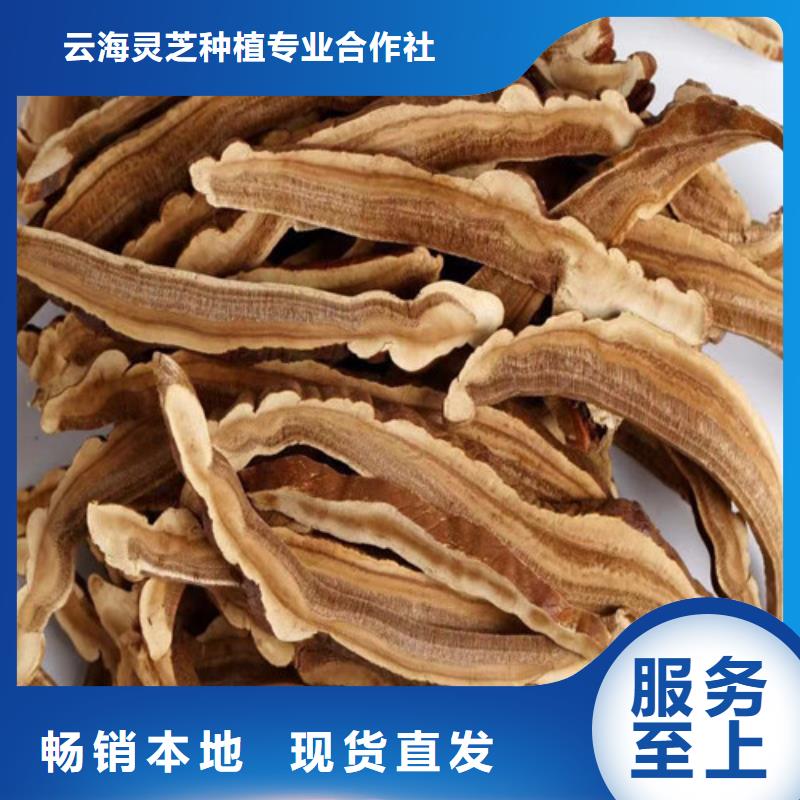 采購靈芝孢子粉必看-價(jià)格低