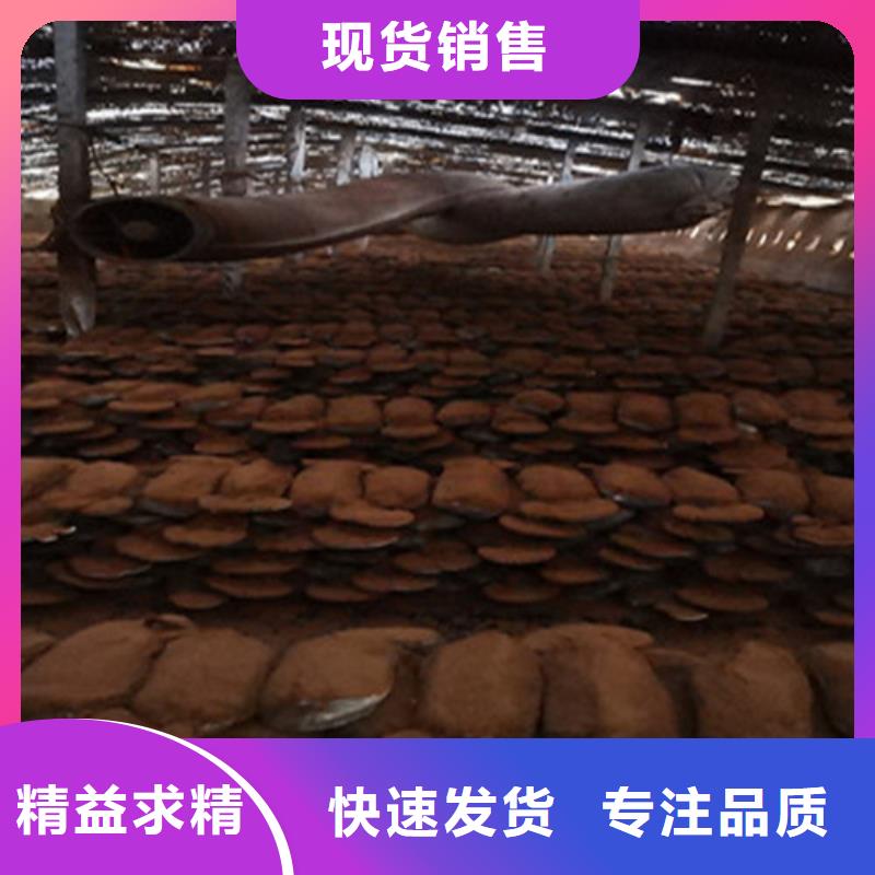 破壁靈芝孢子粉廠家批發(fā)