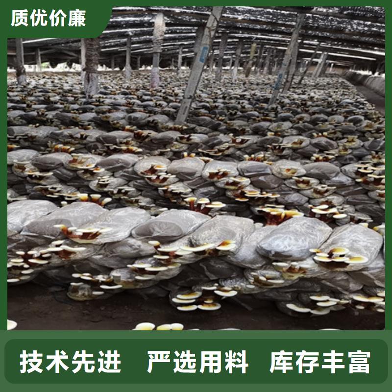 破壁灵芝孢子油品牌厂家