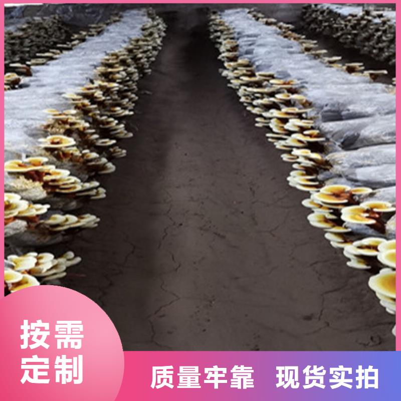 靈芝孢子銷售
