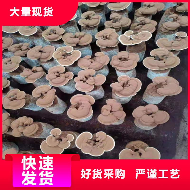 質(zhì)量靠譜的靈芝孢子粉廠家