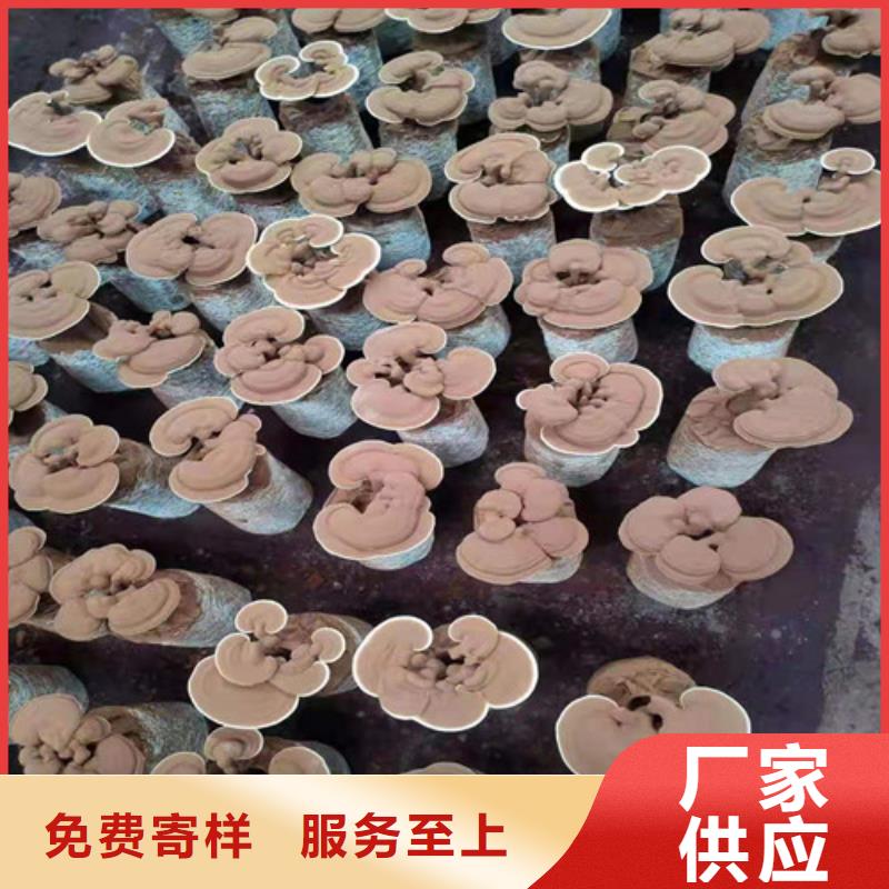 灵芝孢子粉正规厂家