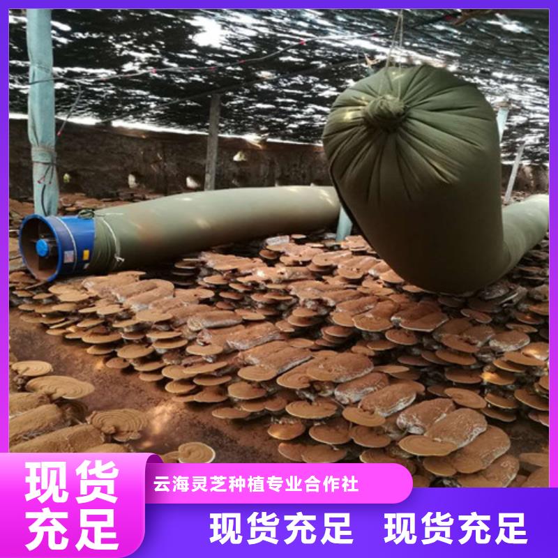 靈芝切片廠家