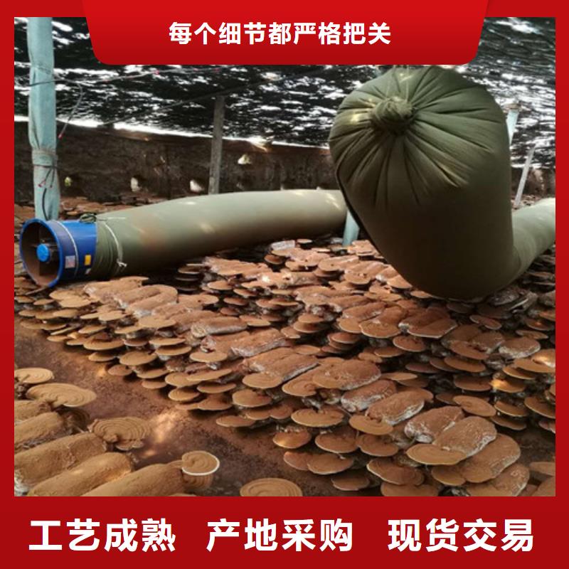 靈芝超細(xì)粉采購(gòu)廠家