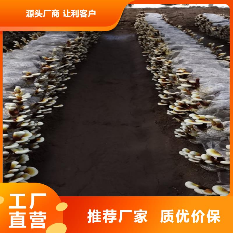 靈芝孢子粉實(shí)力廠家質(zhì)量穩(wěn)定