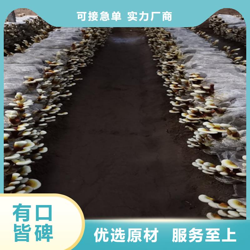 破壁靈芝孢子粉市場(chǎng)報(bào)價(jià)