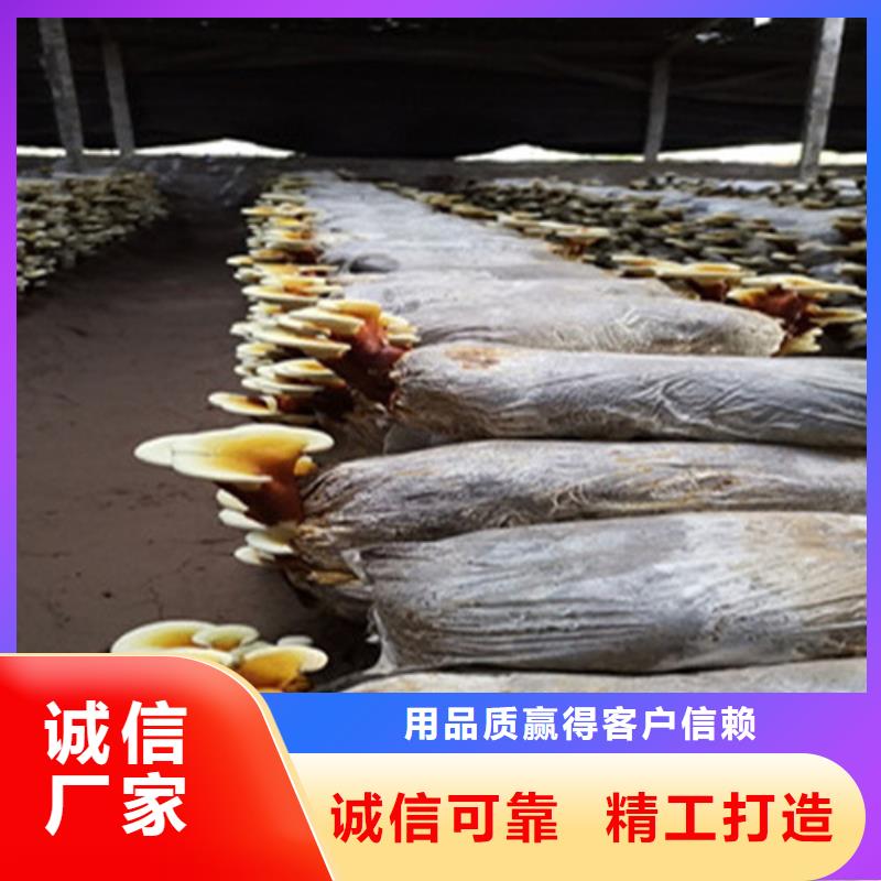 灵芝破壁孢子油专业厂家直销