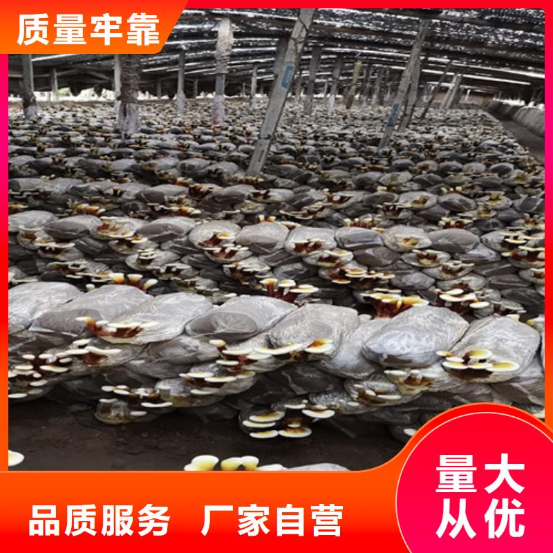 灵芝优质供应商