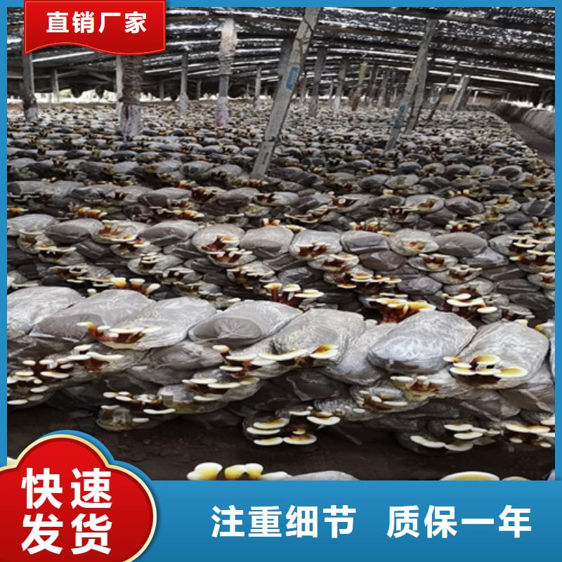 灵芝孢子粉型号齐全
