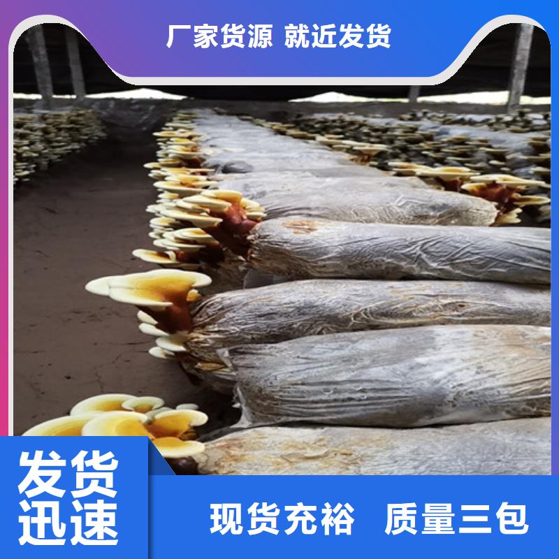 破壁靈芝孢子值得信賴
