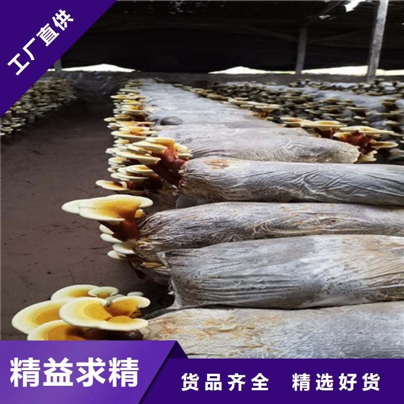 破壁灵芝孢子油品牌厂家