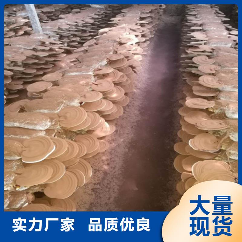孢子靈芝-歡迎選購