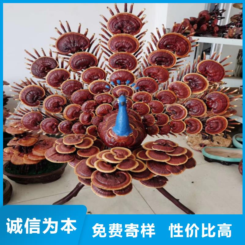 破壁灵芝孢子油品牌厂家