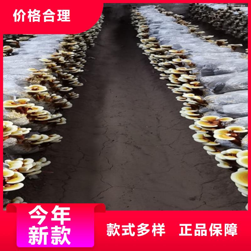 靈芝煲湯_歡迎致電