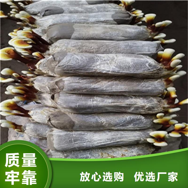 
孢子靈芝天天低價(jià)