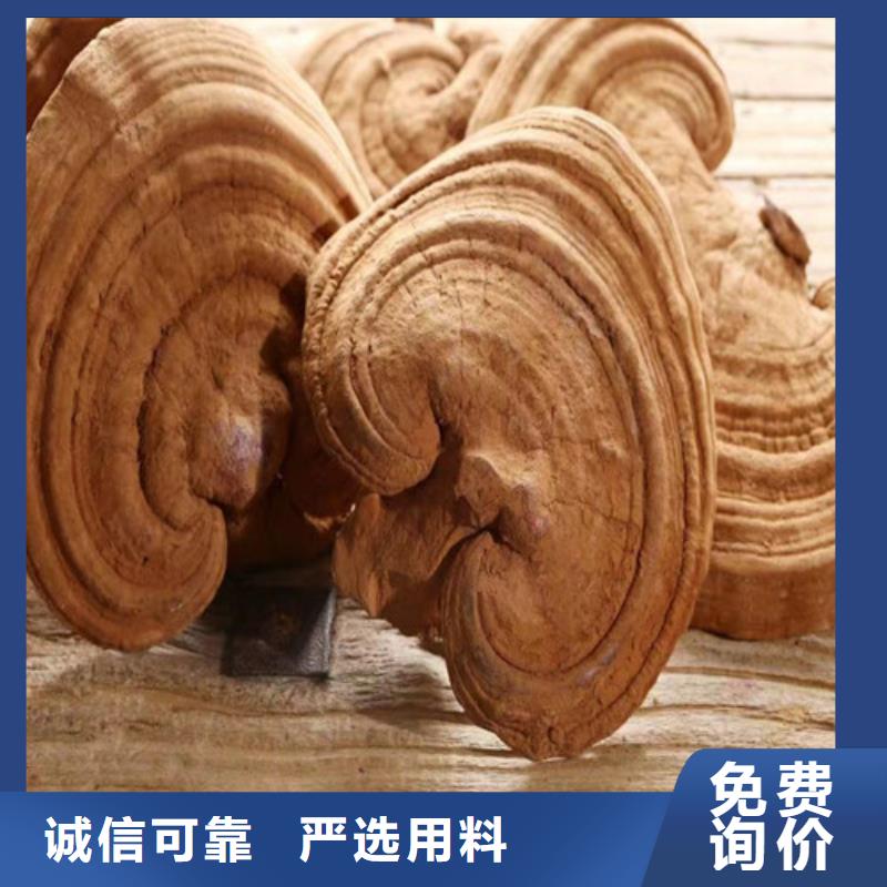 灵芝孢子油制造厂家