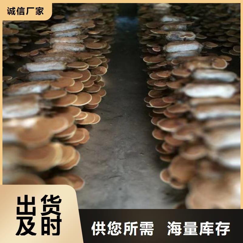 破壁靈芝孢子粉哪種好