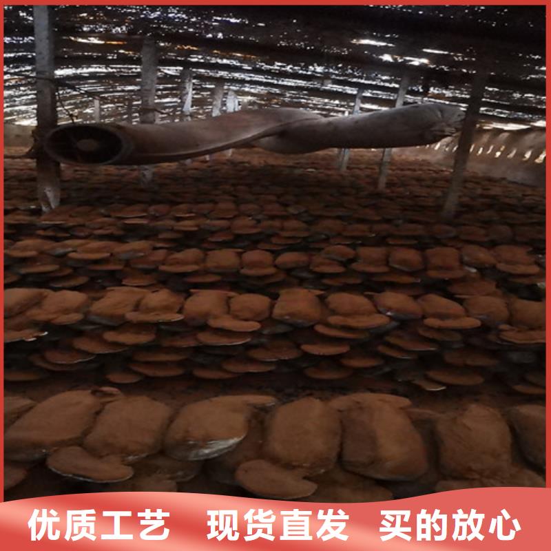 破壁靈芝孢子值得信賴
