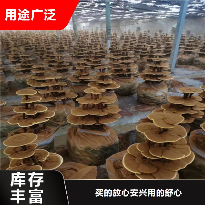 
灵芝超细粉-来电洽谈